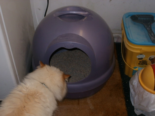 Three share one domed potty box.  Axel was curious about my picture taking.  He never did pee!