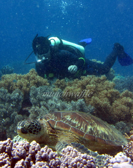 Hubby and the resting turtle