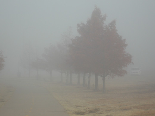 Baldcypress through the fog