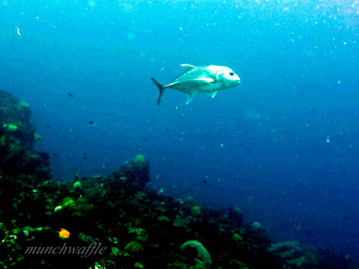 Giant Trevally
