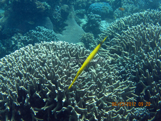 Yellow Pipefish