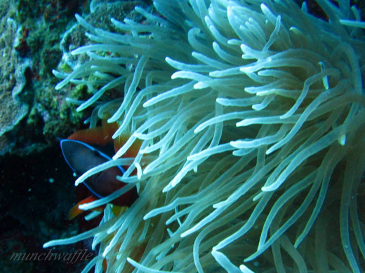 hiding Tomato Clownfish