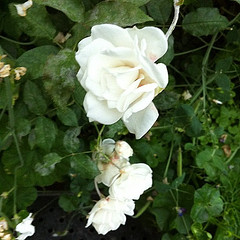 White Roses in the Flower Dome