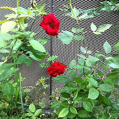 Red Roses in the Flower Dome