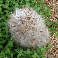 Cactus in the Flower Dome