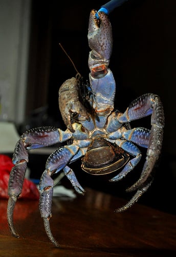 A young coconut crab already shows it's claw strength.