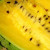 Some sources state that the yellow watermelon's flesh is similar to the Christmas Melons, but it is actually not.The taste is slightly similar and sweet. Some sources state that the yellow watermelon's flesh is similar to the Christmas Melons, but it is actually not.The taste is slightly similar and sweet.