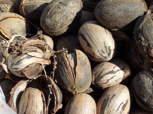 Whole Pecans, Some with Hulls