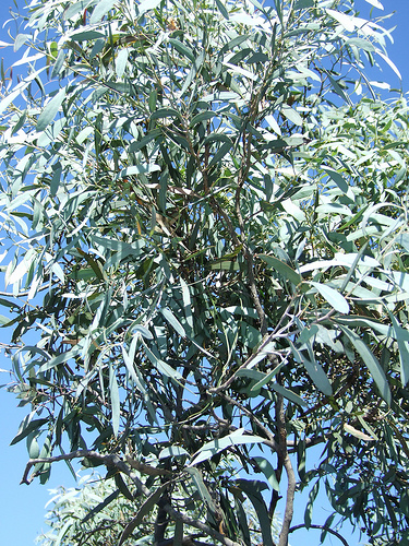 Eucalyptus oil comes from the Eucalyptus tree native to Australia.
