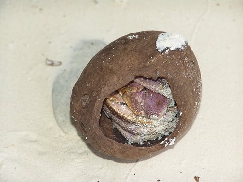 Juvenile crab must hide it's fragile body from predators in a shell... seashell, coconut shell, it's all good.