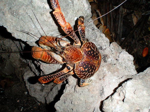 The crabs claws are very strong and can easily pull it's body up the length of a tree.