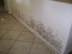 How to Instantly Get Rid of Damp Mold Spots on Your Wall