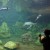Turtle Reef offers a serene, air conditioned aquarium filled with sea turtles and fish. Turtle Reef offers a serene, air conditioned aquarium filled with sea turtles and fish.