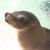 A sea lion at Sea World, San Diego A sea lion at Sea World, San Diego