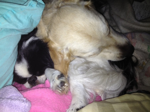 My dogs,  Dolly and Floyd keep us warm too. But they also keep each other warm. 