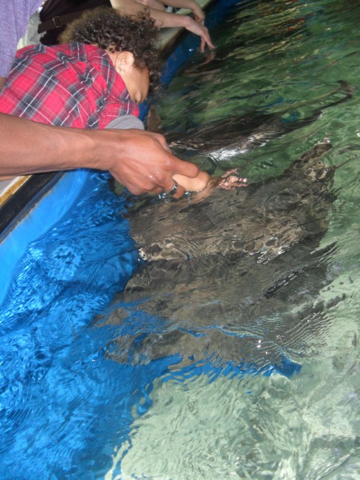 Petting the Sting Rays
