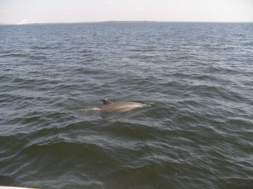 Dolphins from the view of the boat
