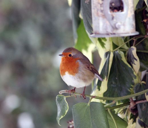 A Christmas robin, probably wishing it was a little warmer...