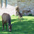Elk grazing near Mammoth Hot Springs (Just off of the road) Elk grazing near Mammoth Hot Springs (Just off of the road)
