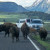 Bison taking the road Bison taking the road