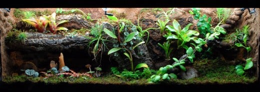 Building a Salamander Vivarium or Terrarium | PetHelpful