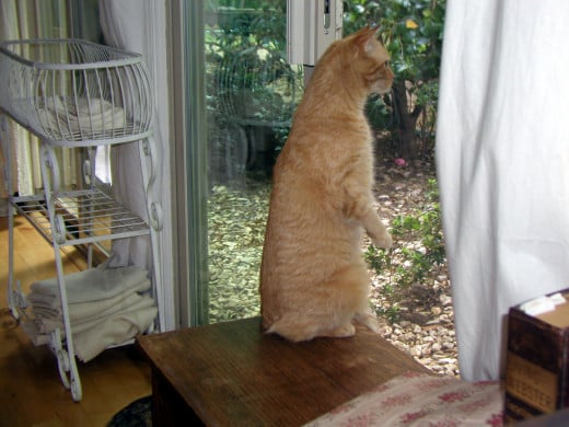 "Something is very curious outside these windows!"