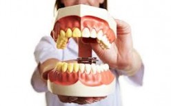Fun Dental Facts
