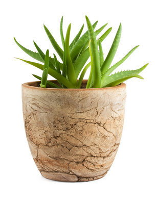 Aloe Vera can be displayed on its own or in combination with other similar type plants.