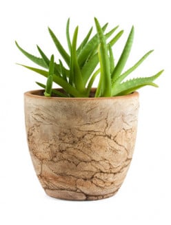 How to Plant and Grow Aloe Vera