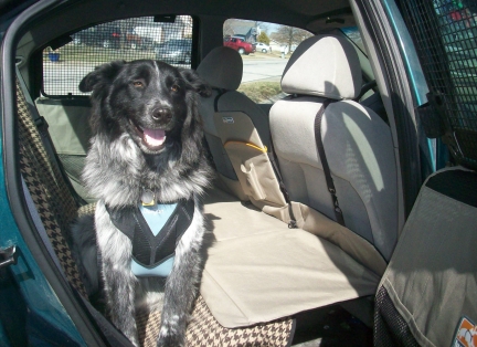 My dog Pierson in the car wearing his Bergan dog seat belt. My car is also outfitted with the Kurgo Backseat Bridge to cover the floor and give my dogs more room to stretch out on long road trips.