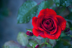 Wild Rose In Bloom~a poem