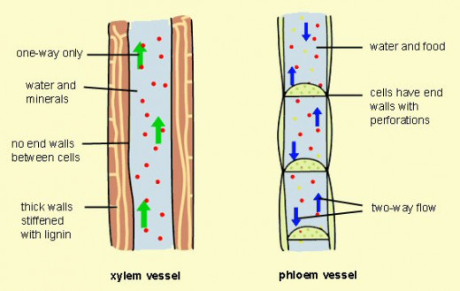 the Xylem (left) and the Phloem (right).