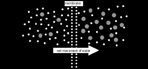 A diagram of water potential. 