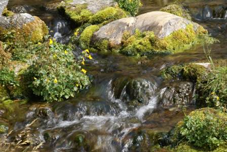 Even the most peaceful of streams has a current