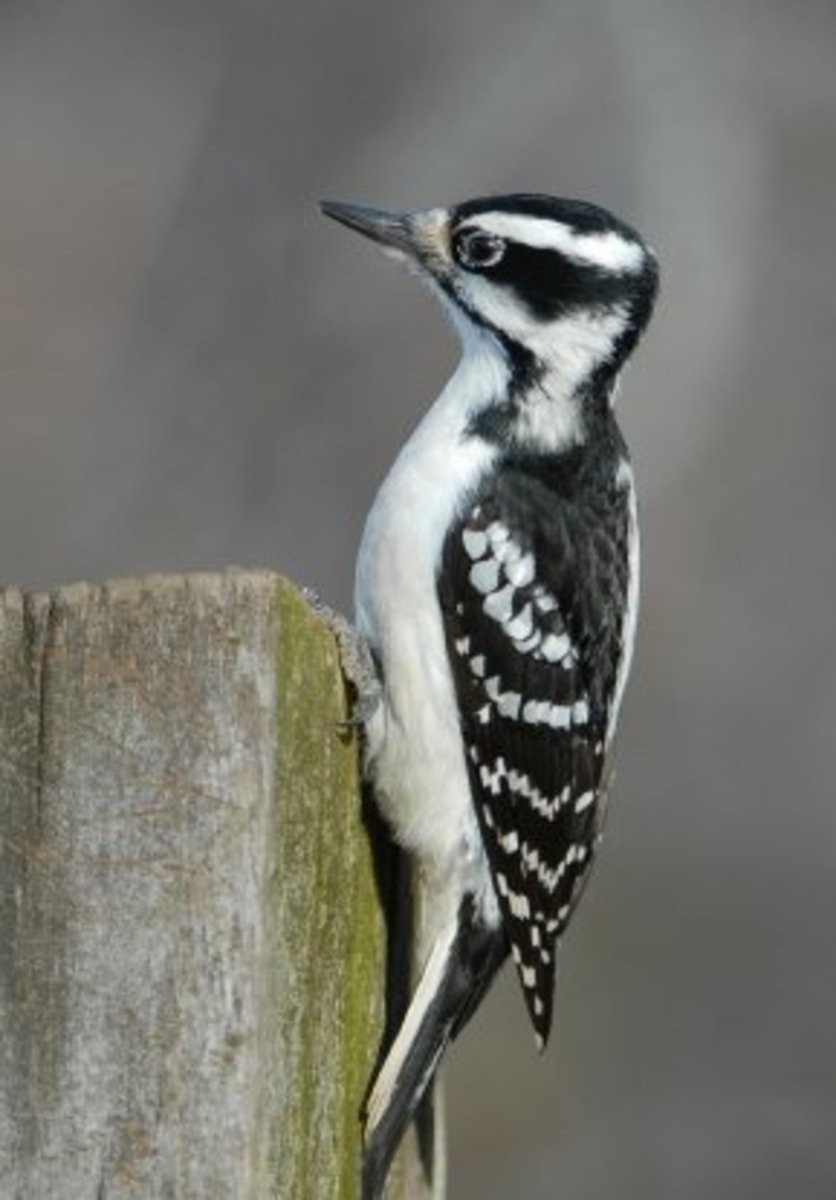 How to Stop Woodpeckers From Damaging Your House Dengarden