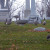 Canadian Geese Canadian Geese