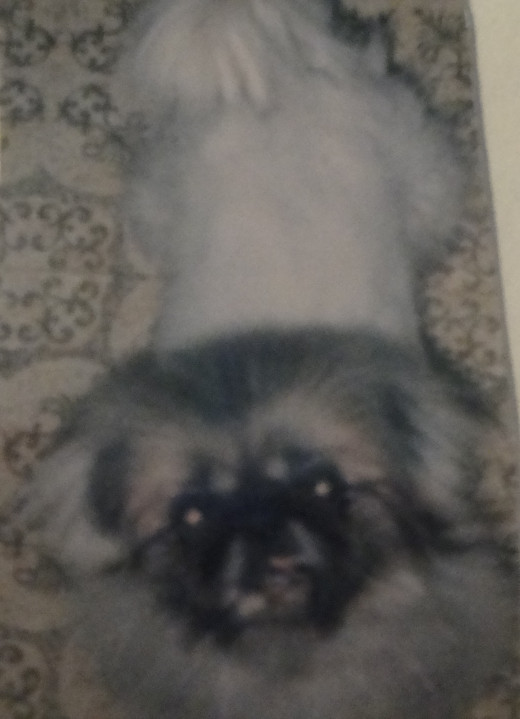 MaiLin; Pure-bred Pekinese; rescued from Puppy Mill, 1992, 1988-2002 