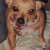 Penny; Pure-breed Chihuahua, Adopted from animal shelter in Pensacola, Fl.  Was considered un-adoptable, my mother took her anyway, she became a wonderful companion after some time and effort.