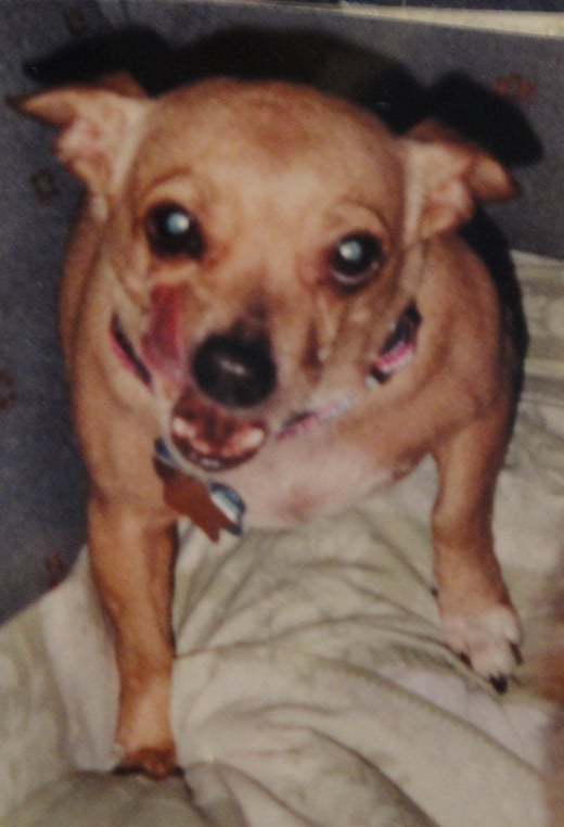 Penny; Pure-breed Chihuahua, Adopted from animal shelter in Pensacola, Fl.  Was considered un-adoptable, my mother took her anyway, she became a wonderful companion after some time and effort.