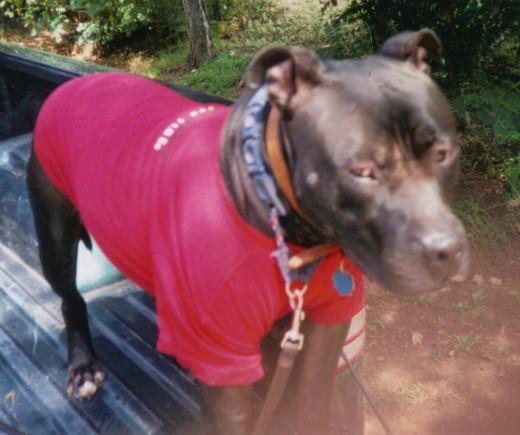 Now this is my mean look, I got my Bama shirt on and I'm ready for the game.