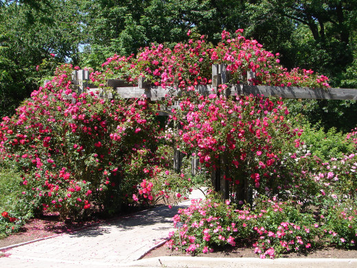 Rose Garden at the Royal Botanical Gardens.