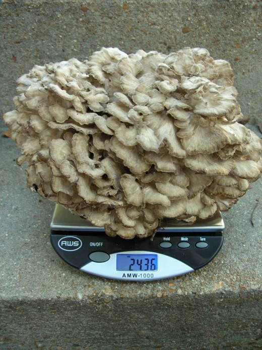Found in autumn at the base of an oak tree, where they are usually found, this specimen called "Hen of the Woods" weighed 24+ ounces. Edible.