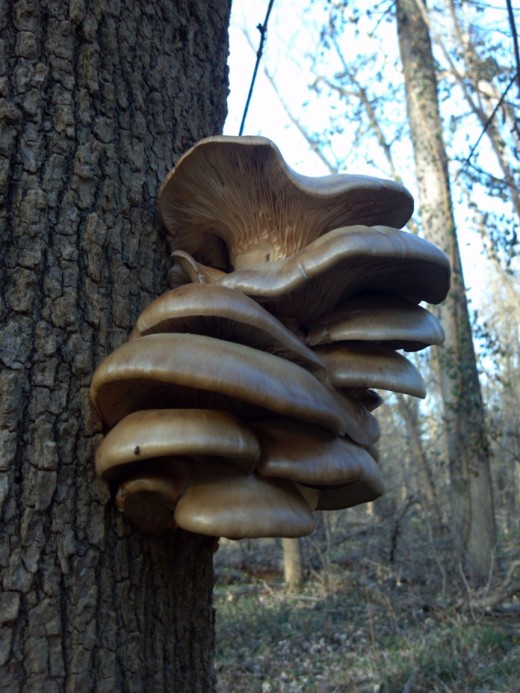 Found in November at eye level on an oak, this oyster mushroom variation is probably the Late Fall Oyster mushroom. They say it is edible if cooked long and hard. The regular Oyster mushroom isn't so leathery.