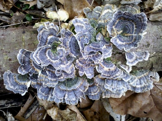 This specimen, found near a creek, is fresh. Turkey Tail that has dried out is white and will endure for years. Not edible.