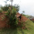 A rope tied to tree roots on an ant hill is ideal for kids to practice outdoor climbing. A rope tied to tree roots on an ant hill is ideal for kids to practice outdoor climbing.