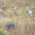 Ant hills form in all sorts of sizes and shapes and colour. Here are grey ones forming in an area that is usually water logged in wet season. Ant hills form in all sorts of sizes and shapes and colour. Here are grey ones forming in an area that is usually water logged in wet season.