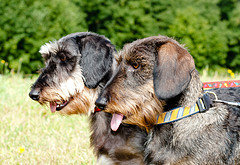 Wirehaired dachshunds: the tweed coat variety.