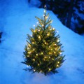 How to Celebrate Christmas Without Gifts