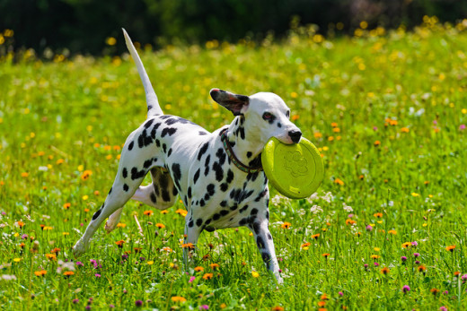 The Dalmation makes an excellent companion for those with an active lifestyle.