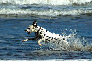 Built for speed and stamina, the Dalmatian is a sporty breed.